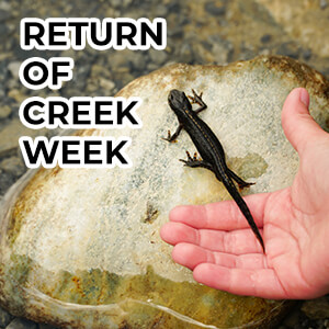 return of creek week with a lizard on a rock